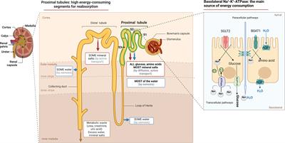 Crosstalk between proximal tubular epithelial cells and other interstitial cells in tubulointerstitial fibrosis after renal injury